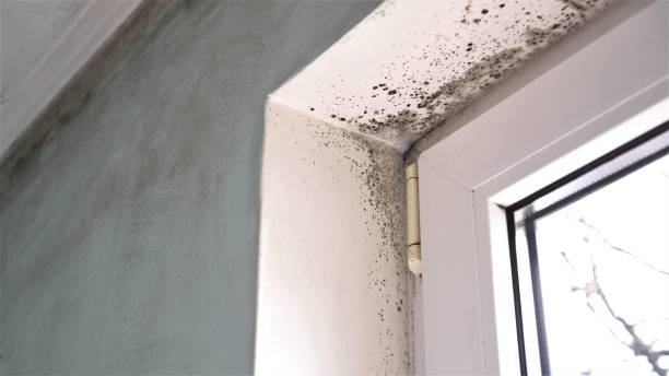 Mold Remediation for Rental Properties